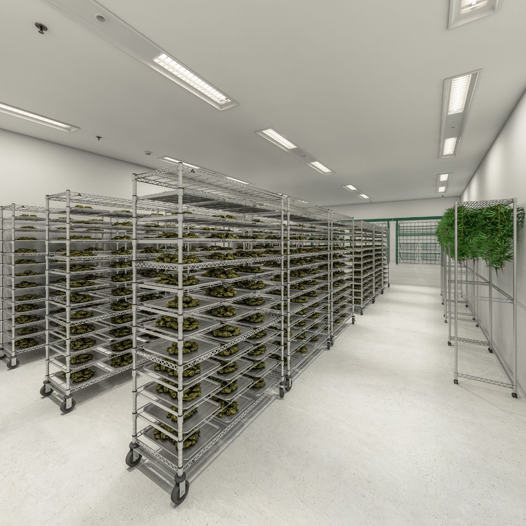 The image shows a bright, spacious room with rows of metal shelves designed for cultivation storage, holding trays of mushrooms or similar fungi. The neatly organized shelves highlight efficient use of space common in cannabis vertical growing systems. A green plant in the back corner adds a touch of color.